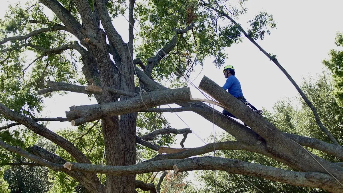 Professional Hazardous Tree Removal performed by certified arborists in Heber