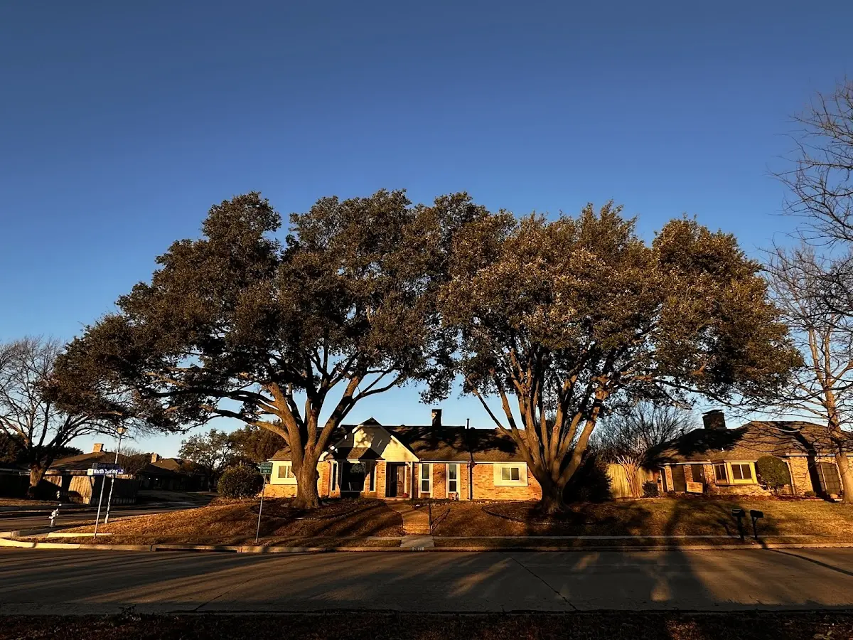 Established residential canopy tree shading a home in Heber